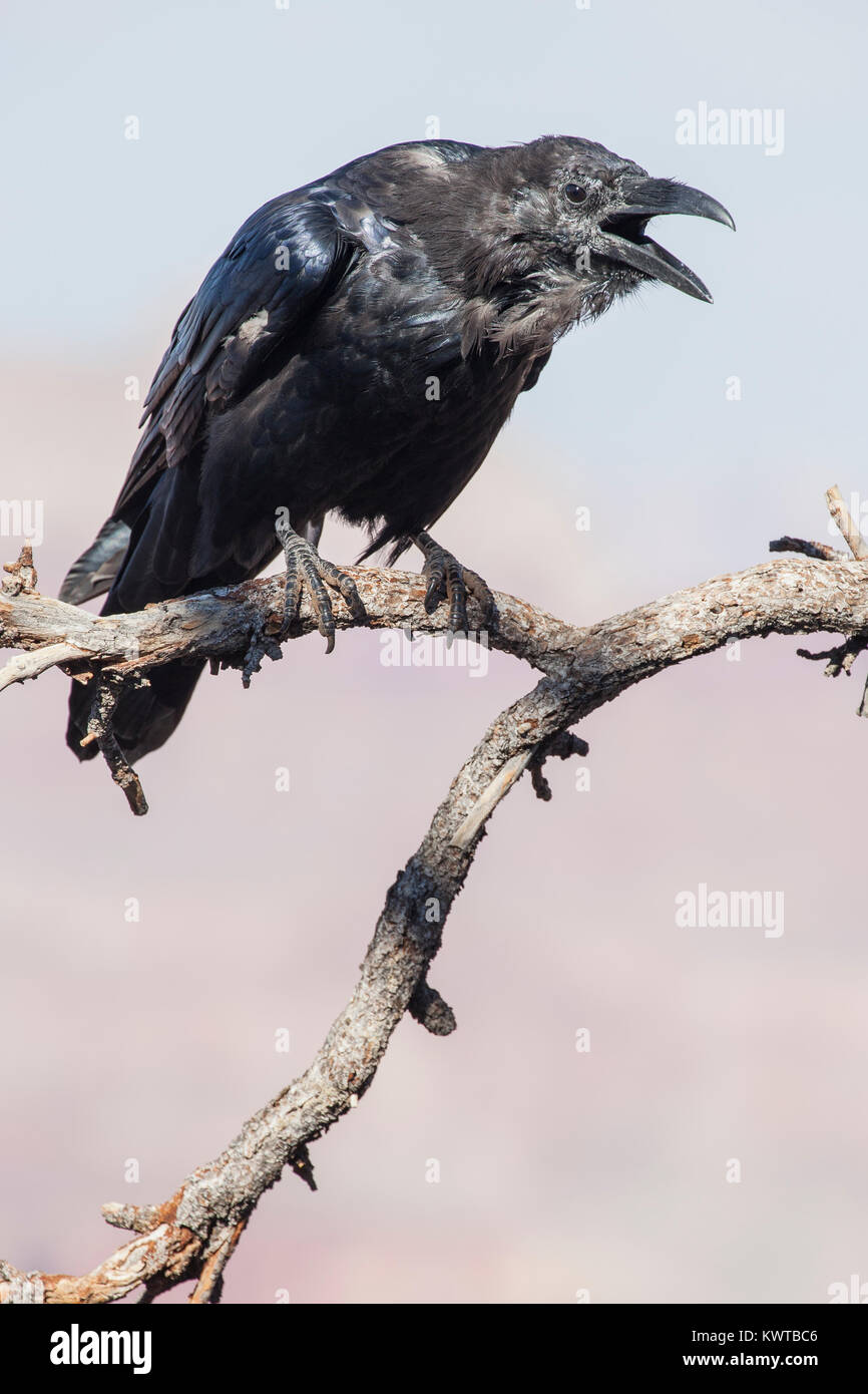 Common raven (Corvus corax) with mouth open, calling, while perched on a snag. Stock Photo