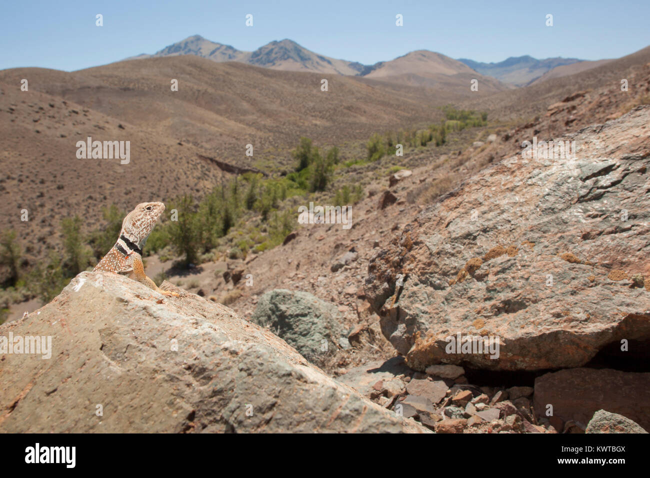 Great Basin collared lizard (Crotaphytus bicinctores), perched on a rock, with a sweeping view of a mountain range behind it. Stock Photo