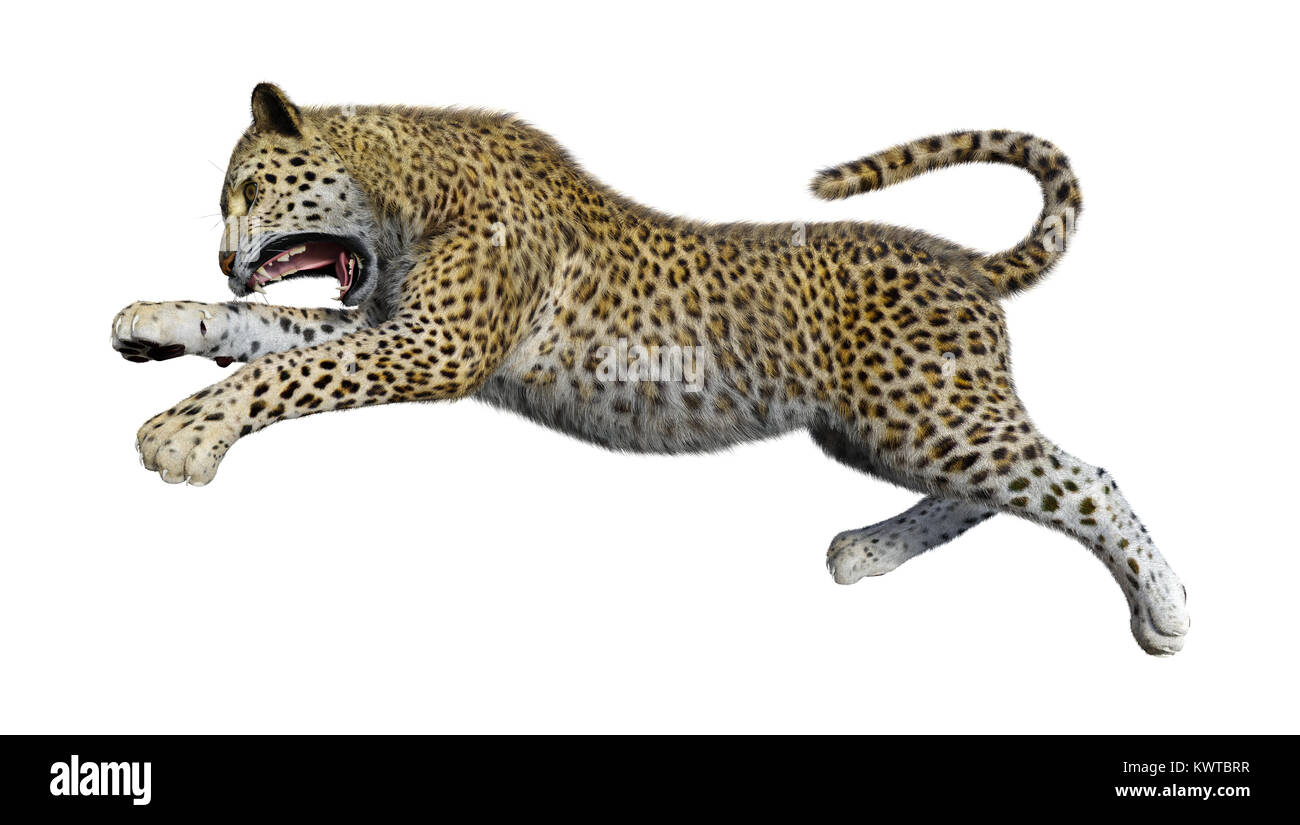 3D rendering of a big cat leopard isolated on white background Stock ...