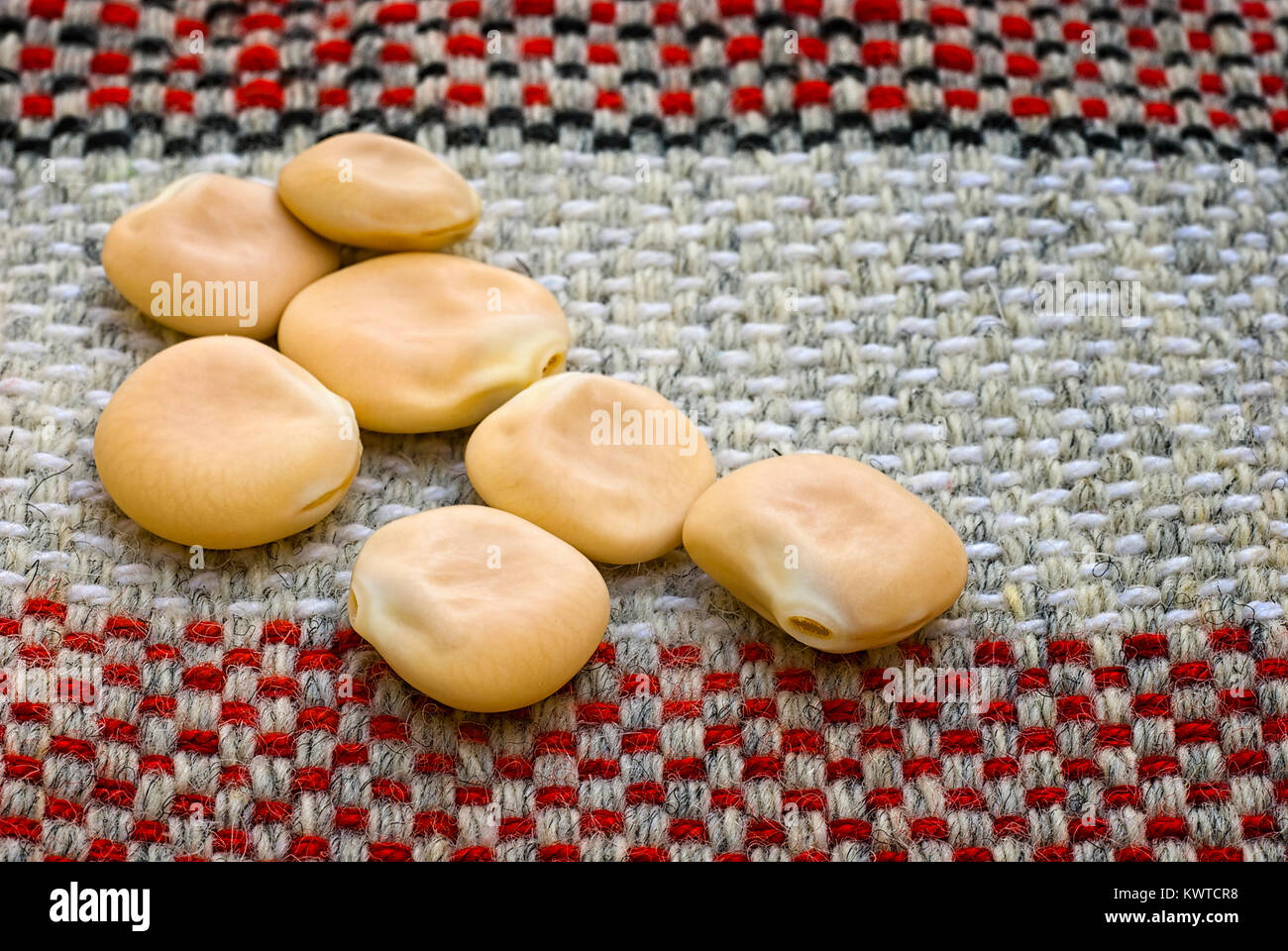 White lupin dried (Lupinus albus), edible legume and fodder of