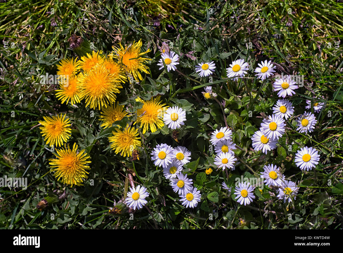daisies (Bellis perennis) and dandelions (Taraxacum officinalis) Stock Photo