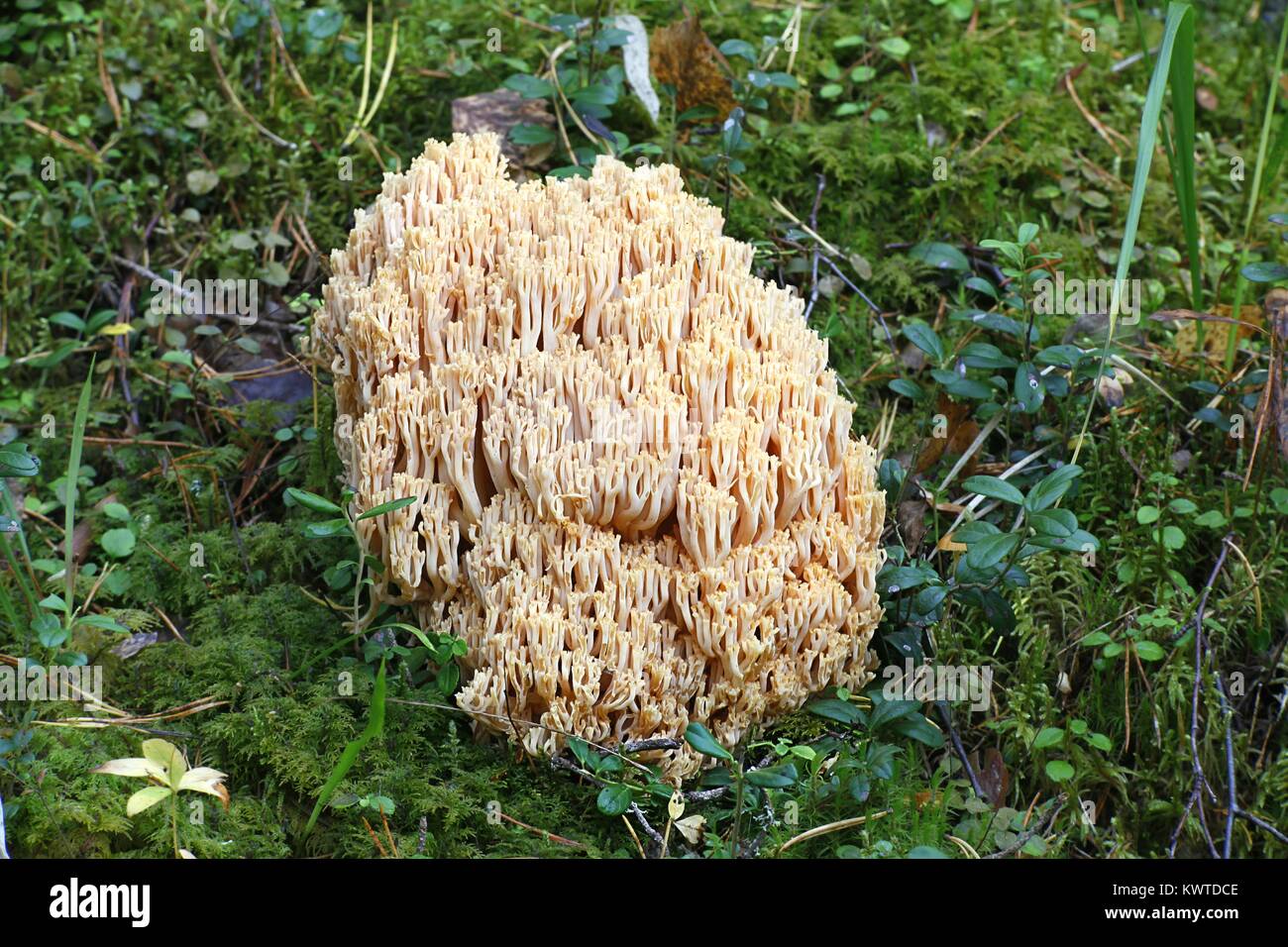 Ramaria boreimaxima, a wild coral fungus from Finland with no common english name Stock Photo