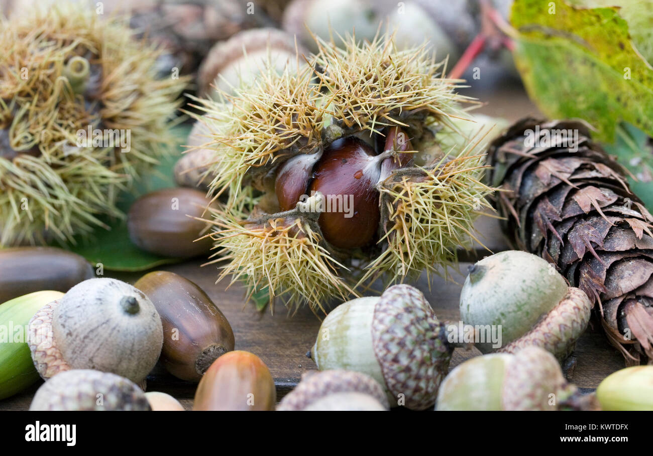Collection of nuts and seeds. Acorns, Chestnuts, and cones on a wooden table. Stock Photo