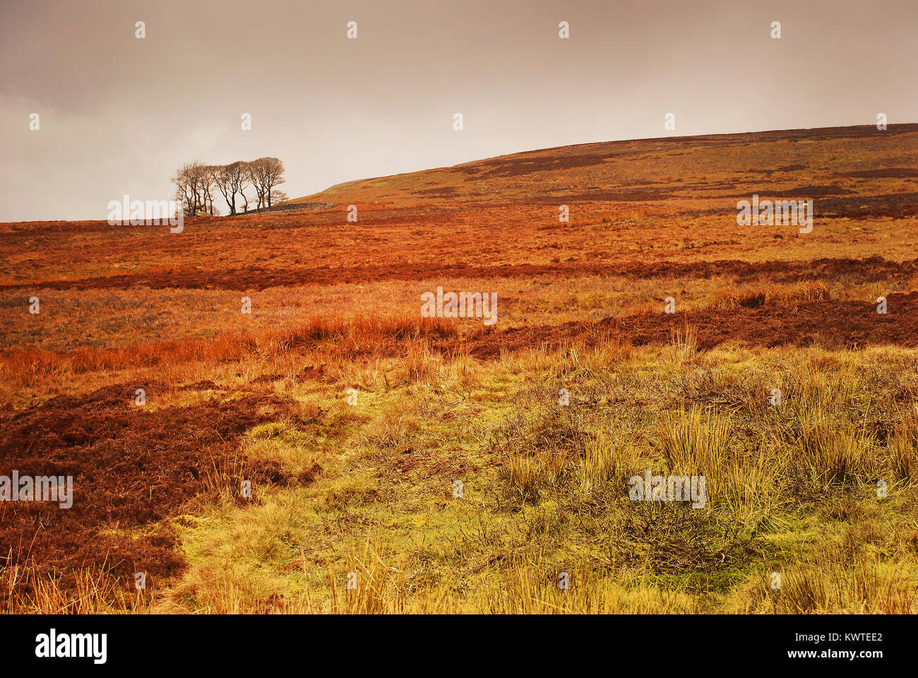 Yorkshire Moors Landscape with Trees, Yorkshire, England Stock Photo