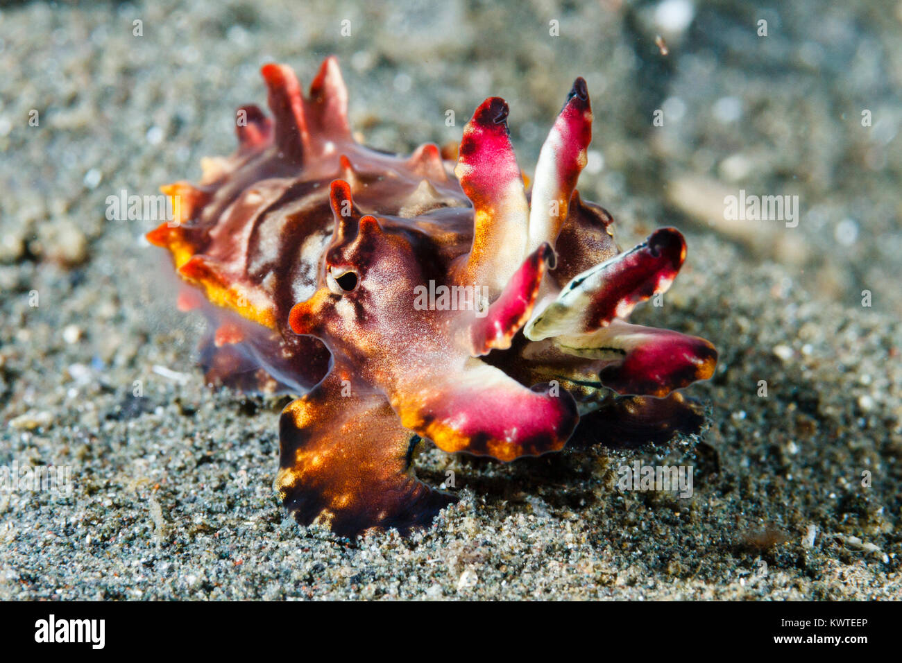 Flamboyant cuttlefish (Metasepia pfefferi) Lembeh Strait, Indonesia Stock Photo