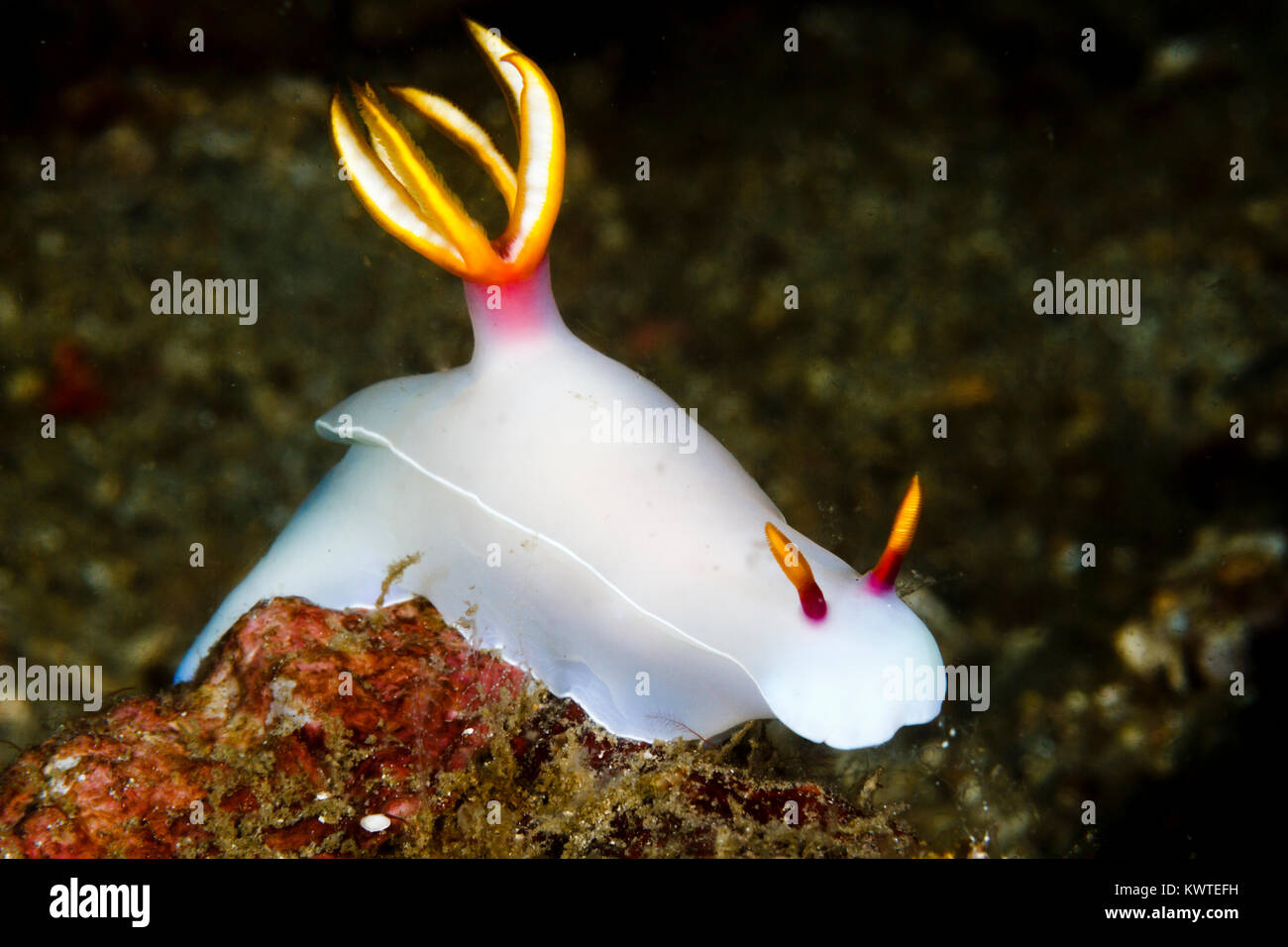 Hypselodoris bullockii nudibranch, Lembeh Strait, Indonesia Stock Photo