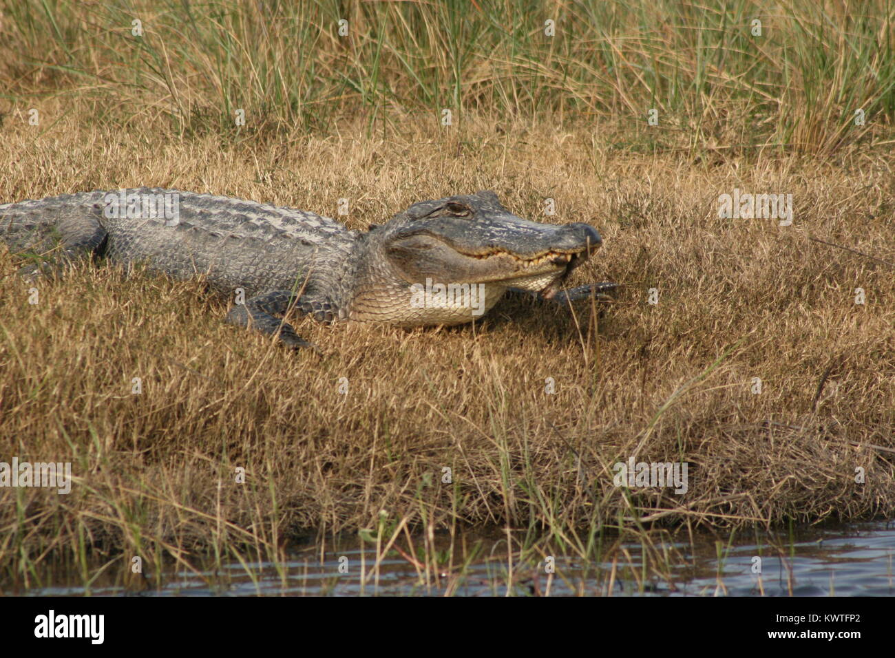 Alligator In Mud Stock Photos & Alligator In Mud Stock