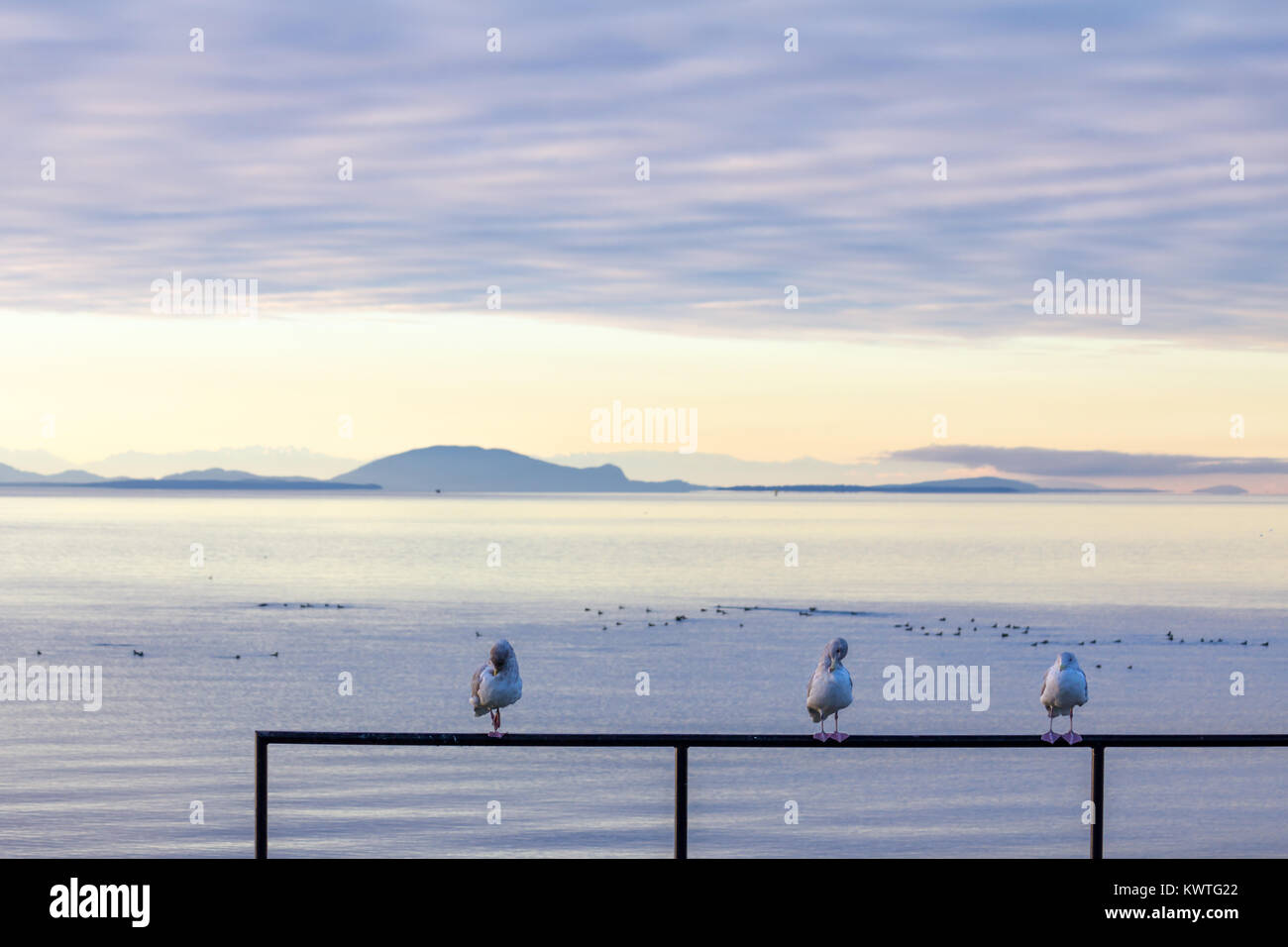 Three seabirds preen on railing beside sea near Vancouver, Canada.  Clouds give way to sunny skies over Washington's San Juan Islands and Olympics Stock Photo