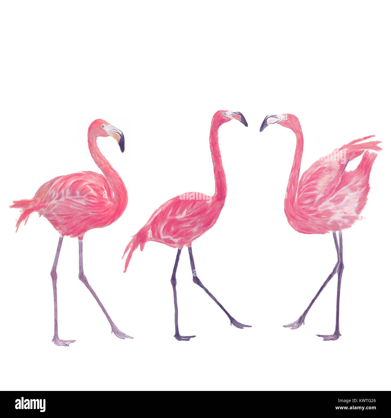 Watercolor flamingos on white background Stock Photo