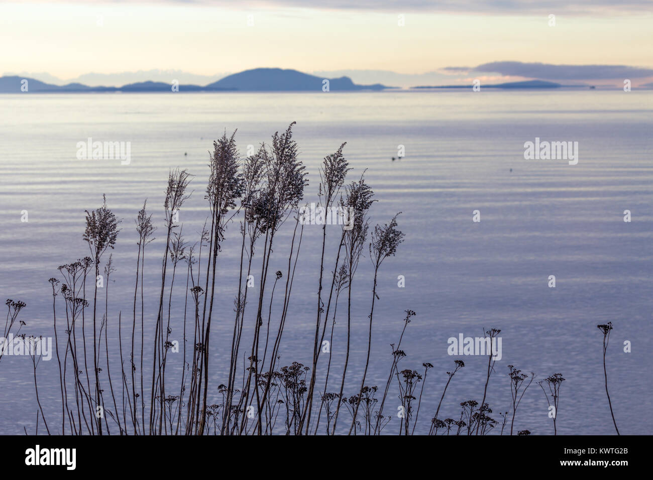 Close-up of delicate weed stems before a calming view over the Georgia Strait to the blurry shapes of the San Juan Islands and Olympic Peninsula, WA. Stock Photo