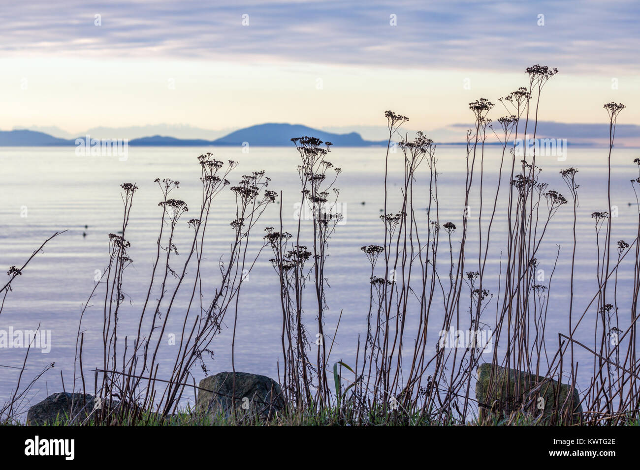 Dry flowers on long stems form delicate silhouettes on shore of Semiahmoo Bay with a view to blue, undulating hills of Washington's San Juan Islands Stock Photo