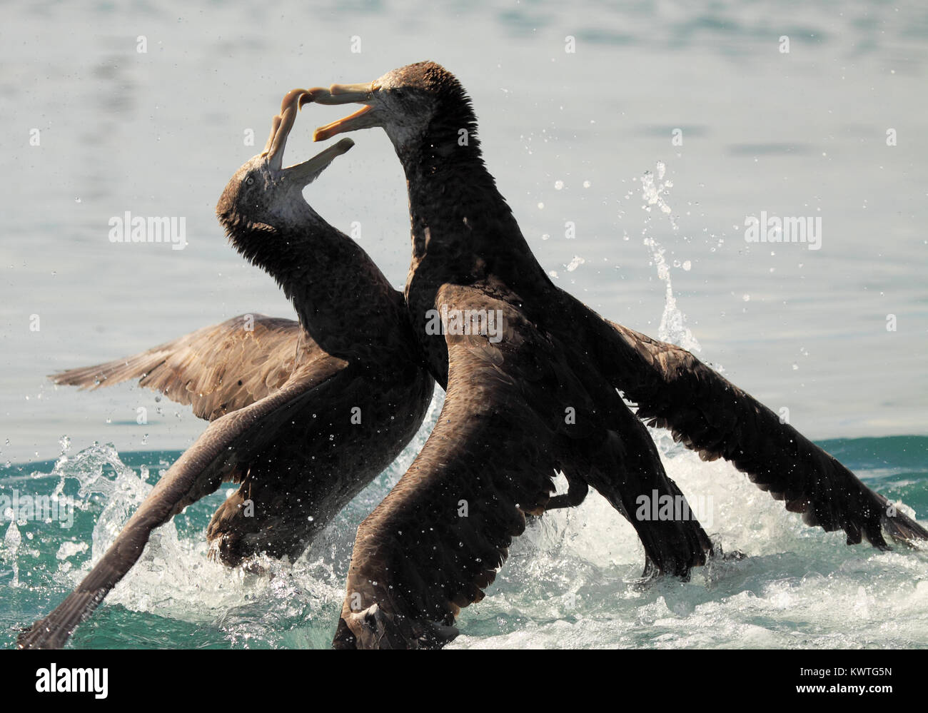 A pair of Northern Giant Petrels snapping and biting during a fight off the coast of New Zealand. Stock Photo