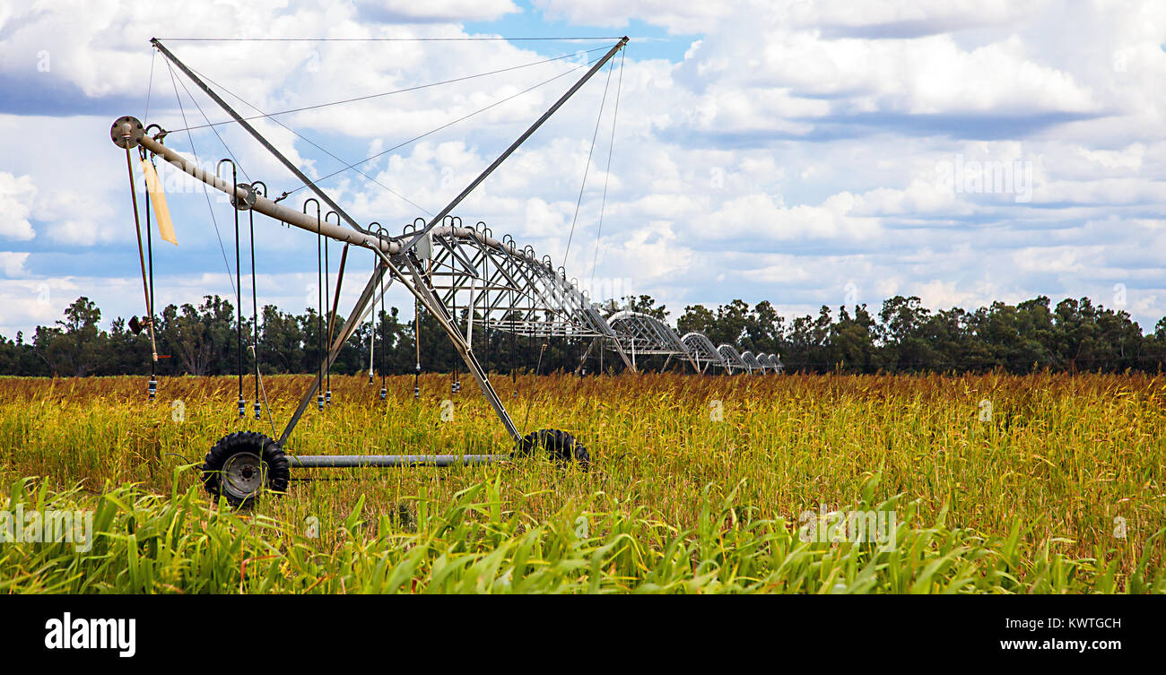 Corn field in the outback at Dubbo Australia Stock Photo Alamy