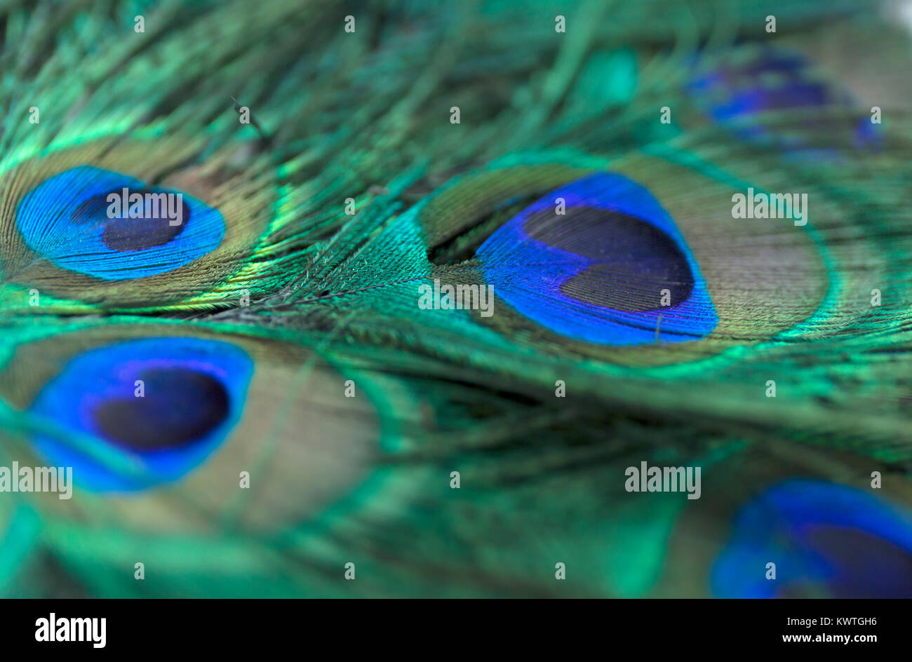Beautiful peacock feathers. Close up green and blue blur background. Macro defocused pattern. Stock Photo