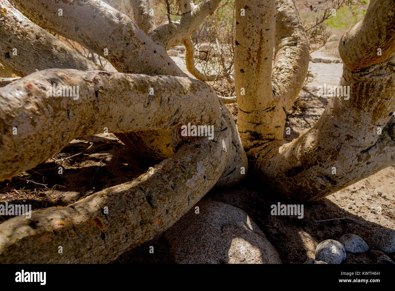 Elephant Tree Branches, Anza-Borrego Desert Stock Photo