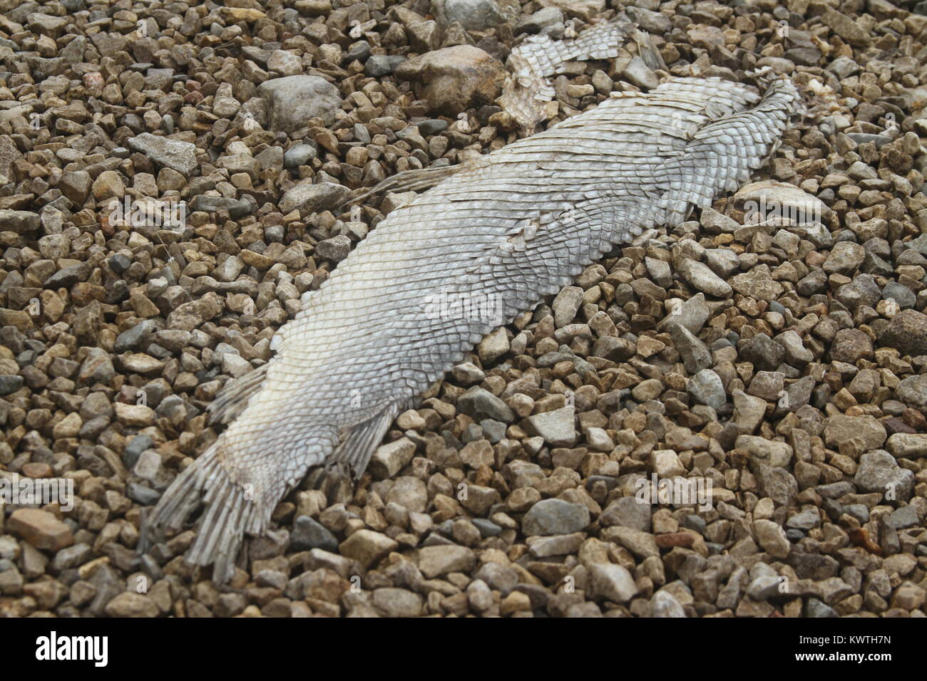 Dead fish, scales, on rocks, Lake Wappapello, Missouri Stock Photo