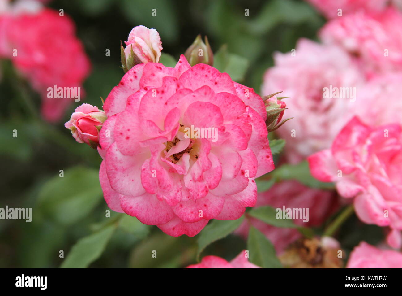 Pink rose with four buds Stock Photo