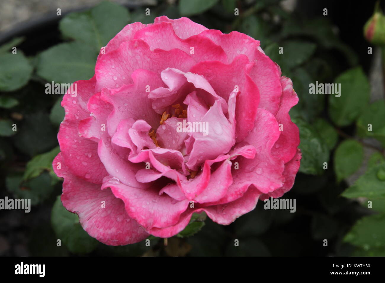 Pink Rose after Rain Stock Photo