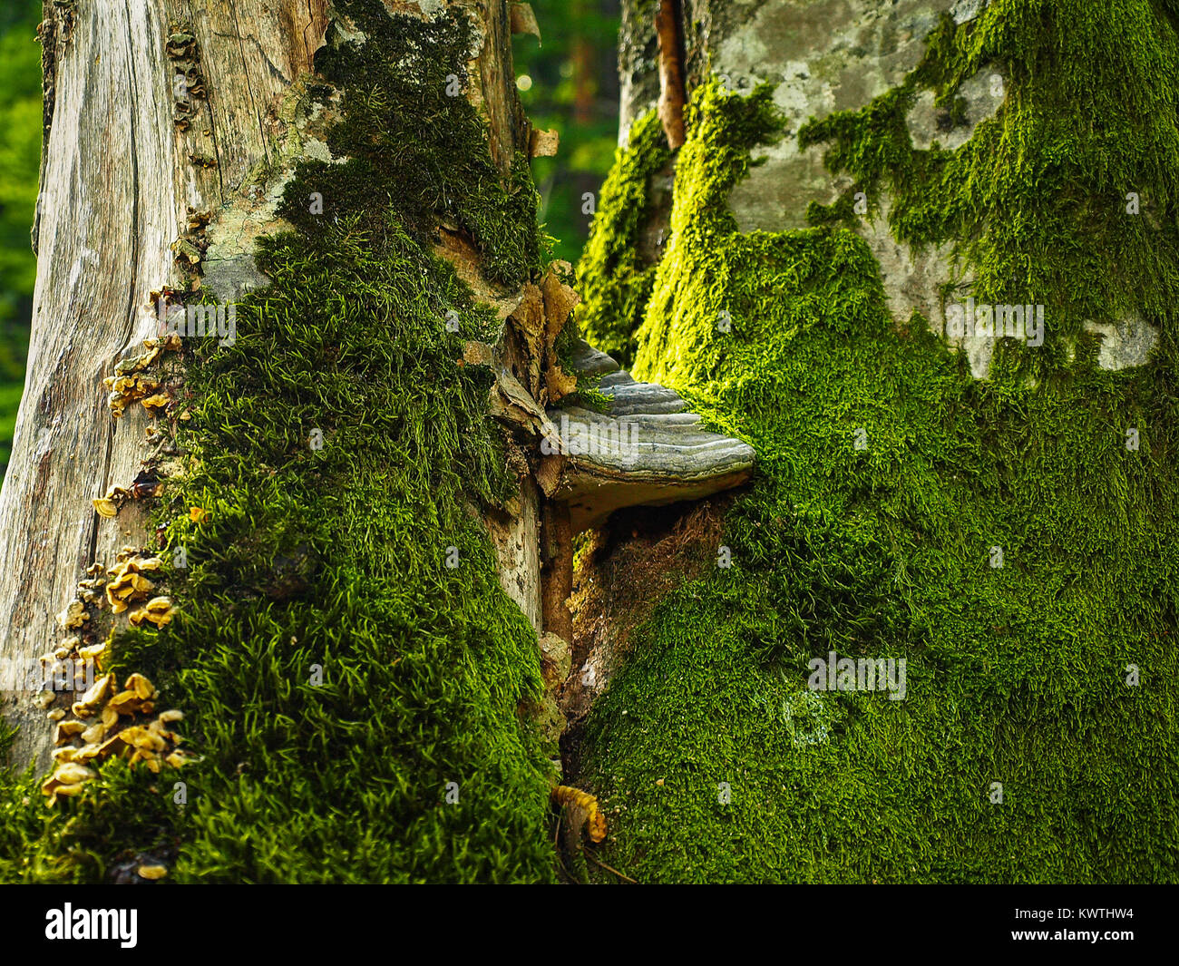 Moss and parasite fungus growing on a tree Stock Photo
