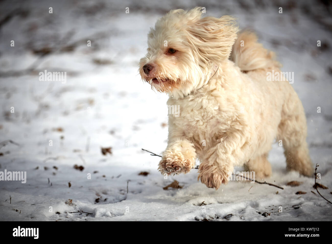 White havanese dog running and playing in winter on snow landscape