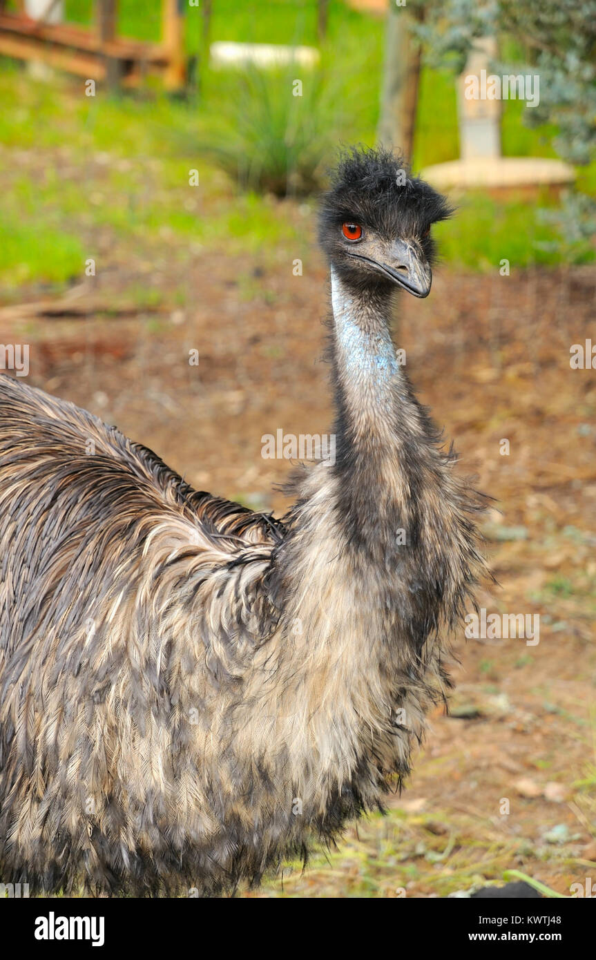Big emu bird in the outskirts of Perth, Australia. Stock Photo