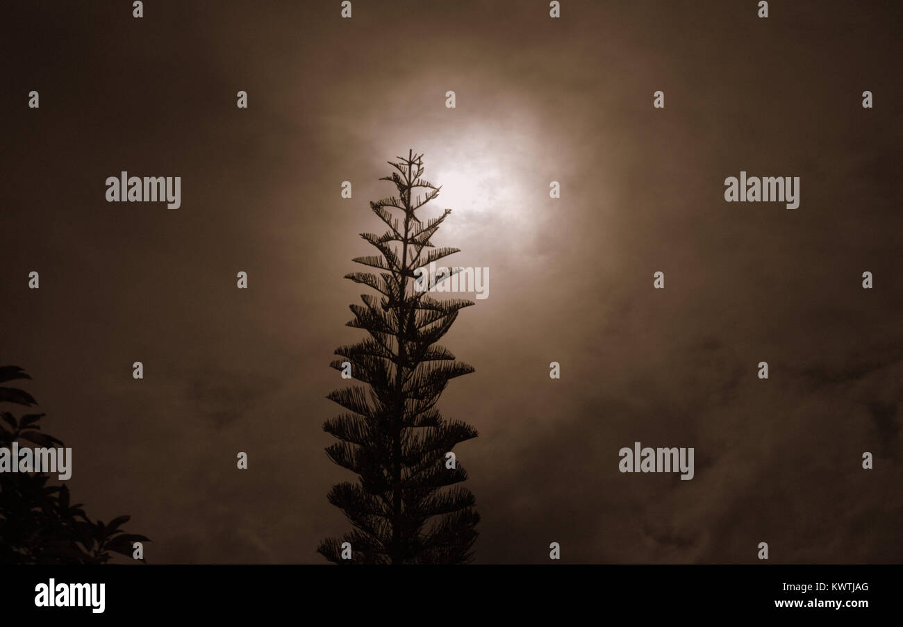 Silhouette of pine tree with full moon in the background Stock Photo