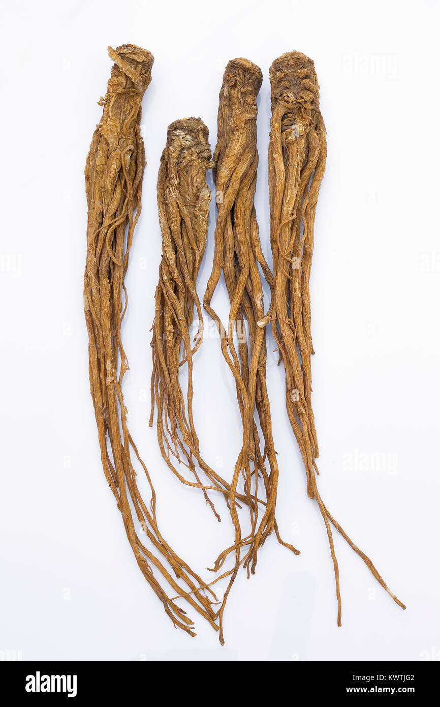 Dong Quai (Angelica sinensis)  on white background, also known as Dang Gui Ginseng. Chinese Herbal medicine (Radix Angelicae Sinensis) Stock Photo