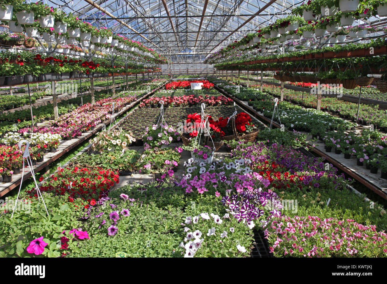 What to plant with petunias in pots hires stock photography and images