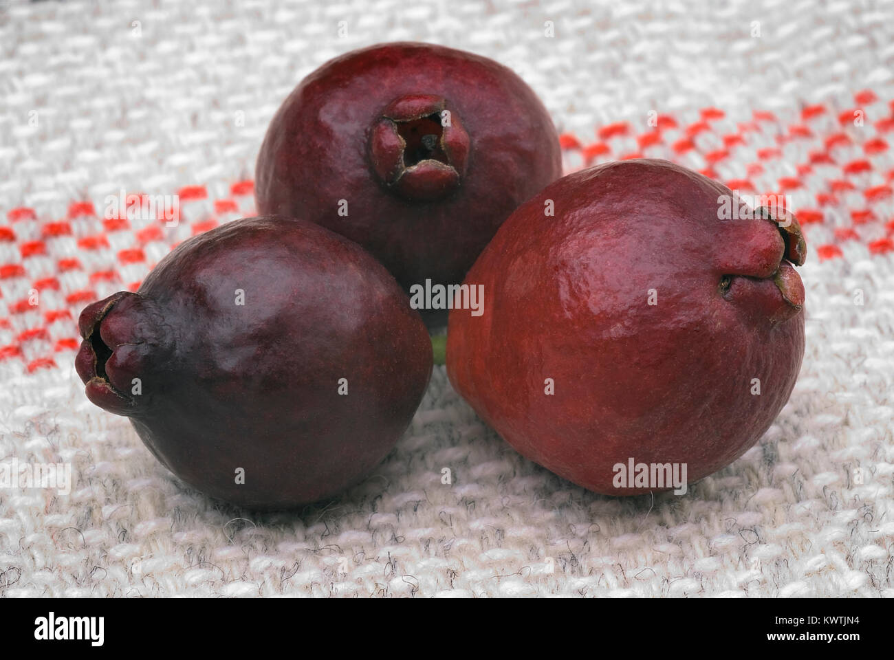 Cattley guava (Psidium littorale subsp. longipes) or Peruvian guava or Red Cherry Guava or Strawberry guava or Psidium cattleianum or Psidium chinense Stock Photo