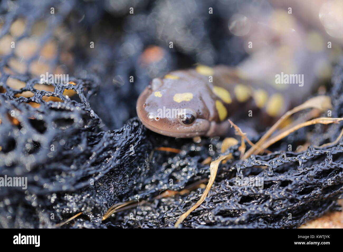 Spotted Salamander [Ambystoma maculatum] Stock Photo