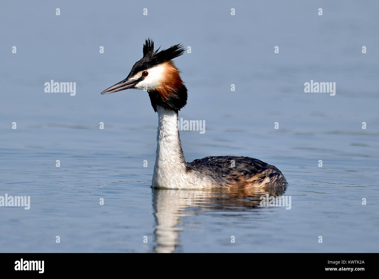 The great crested grebe (Podiceps cristatus) is a member of the grebe family of water birds noted for its elaborate mating display Stock Photo