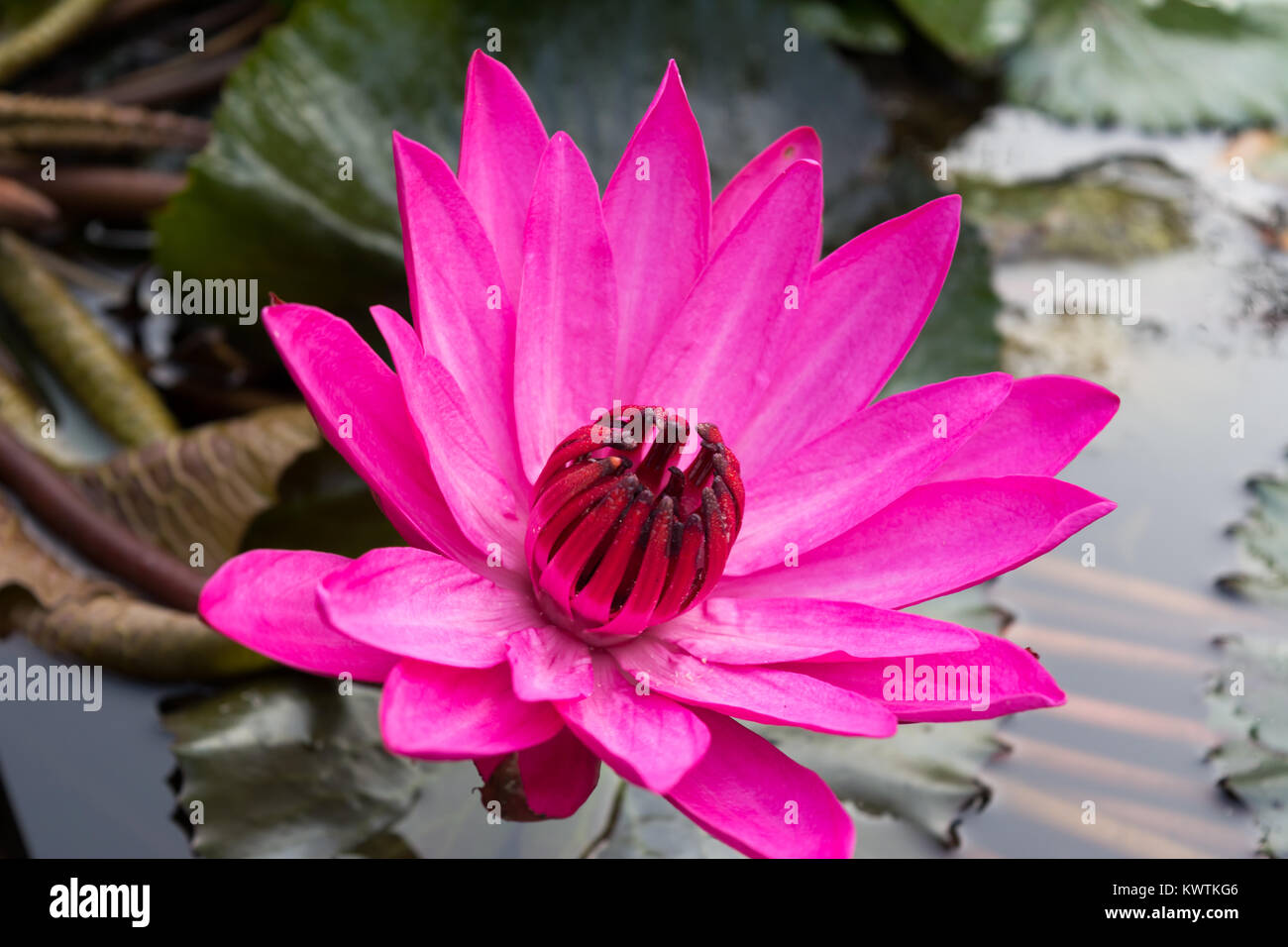 Closeup Lotus Flower on water with leaves in garden Park pond Stock Photo