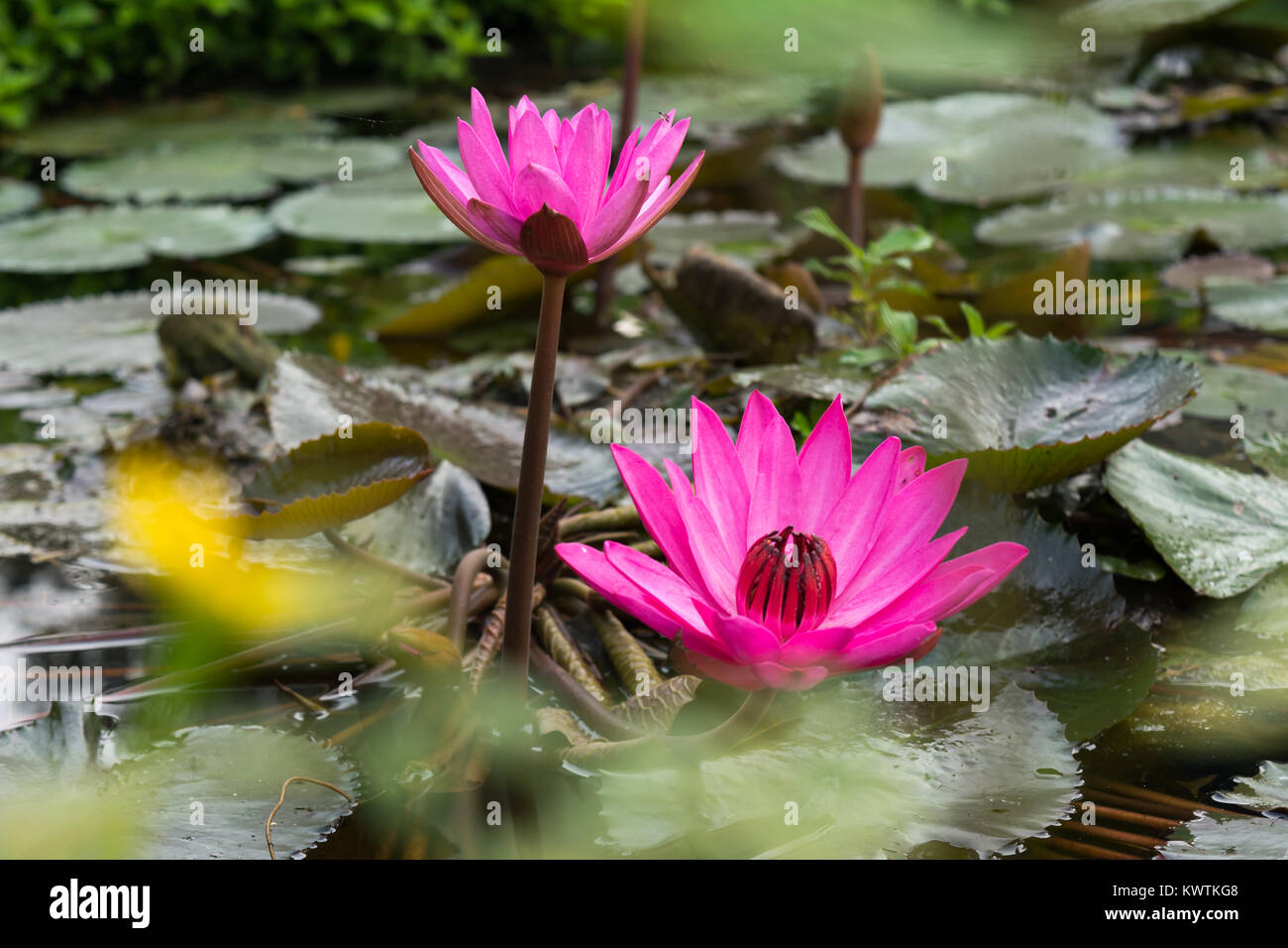 Two Lotus Flowers on water with leaves in garden Park pond Stock Photo
