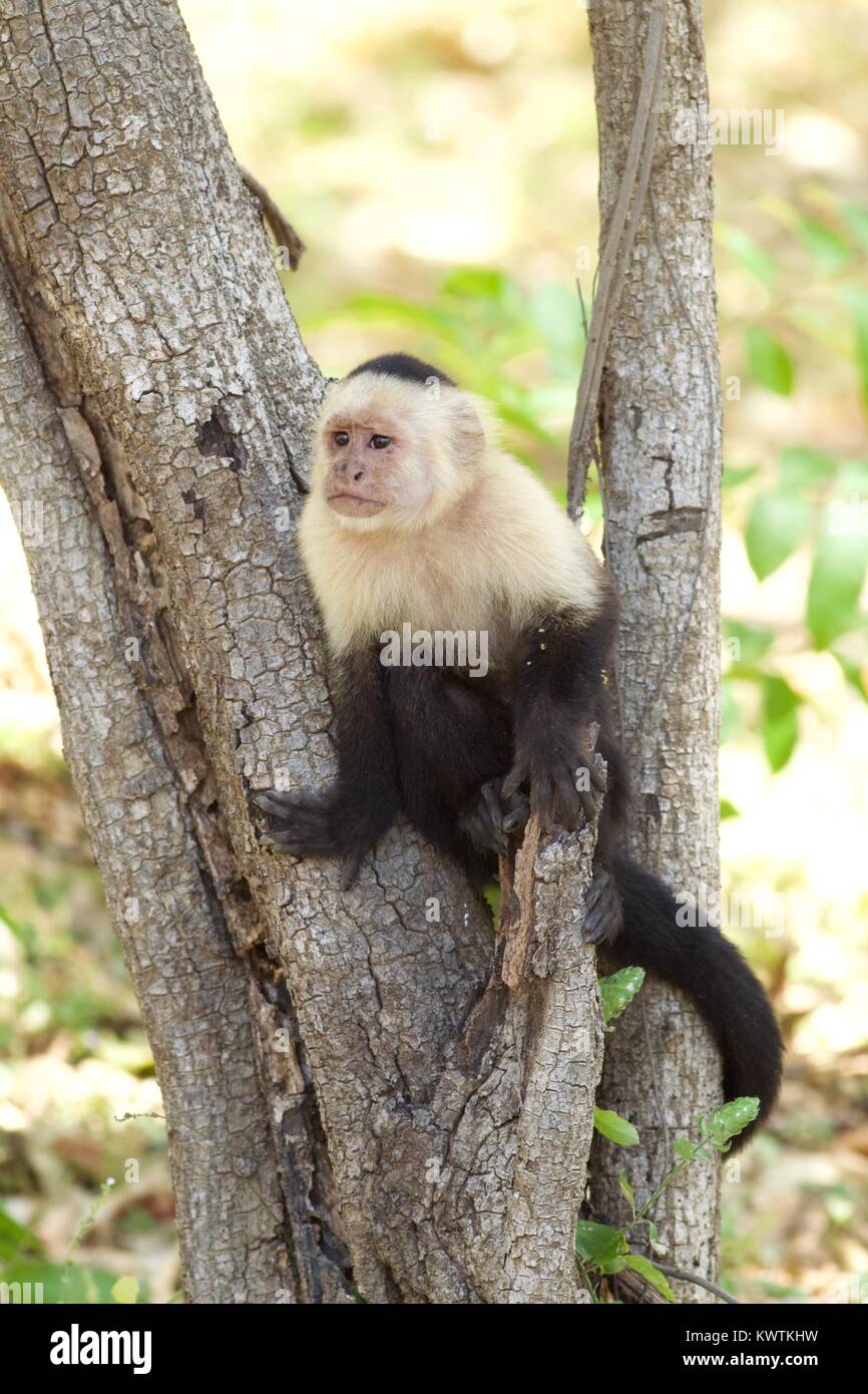 White-faced Capuchin Monkey (Cebus capucinus) in tree, Las Mareas, Costa Rica Stock Photo