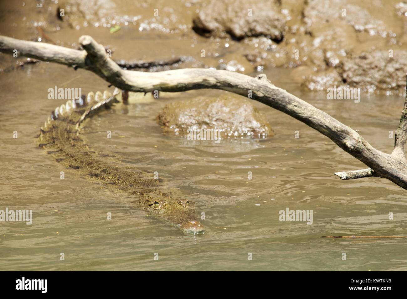 American Crocodile (Crocodylus acutus) in river, Palo Verde, Costa Rica Stock Photo