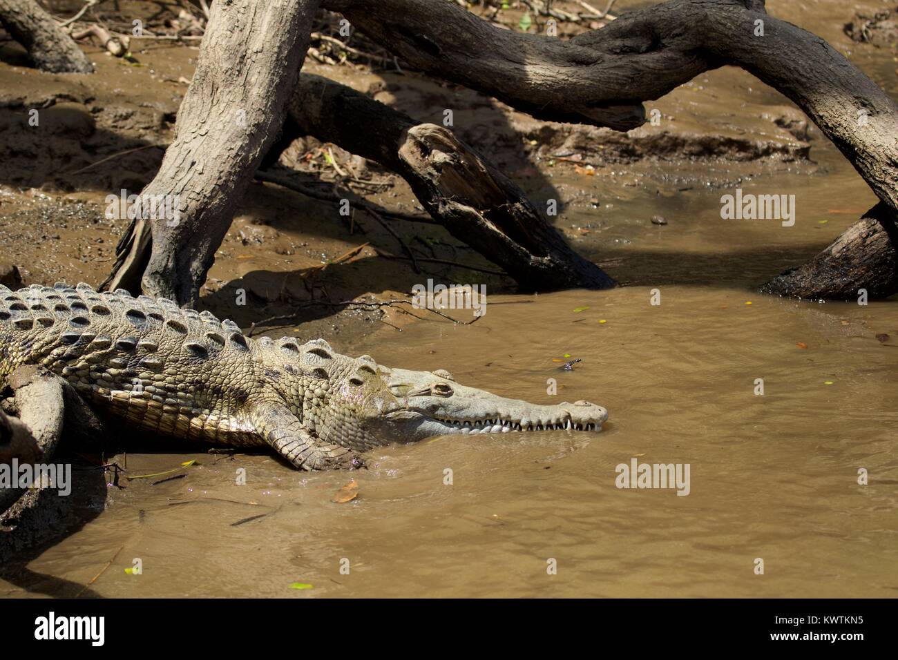American Crocodile (Crocodylus acutus) sliding into river, Palo Verde, Costa Rica Stock Photo
