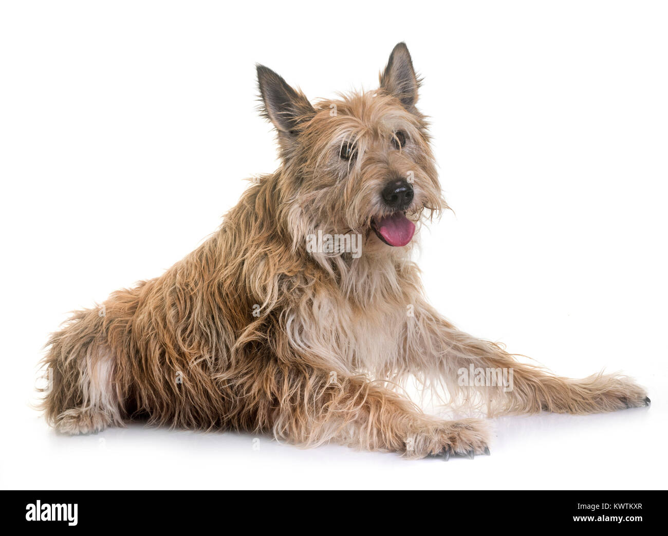 picardy shepherd in front of white background Stock Photo