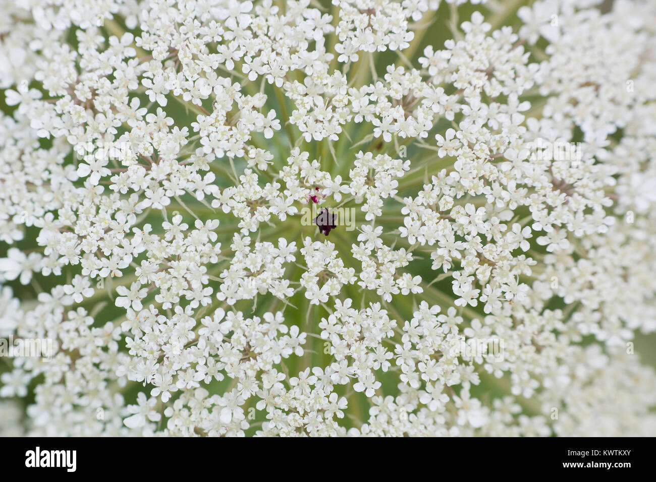 Big white field flower Ammi majus. Bullwort, Queen Anne lace, laceflower wild flower, macro Stock Photo