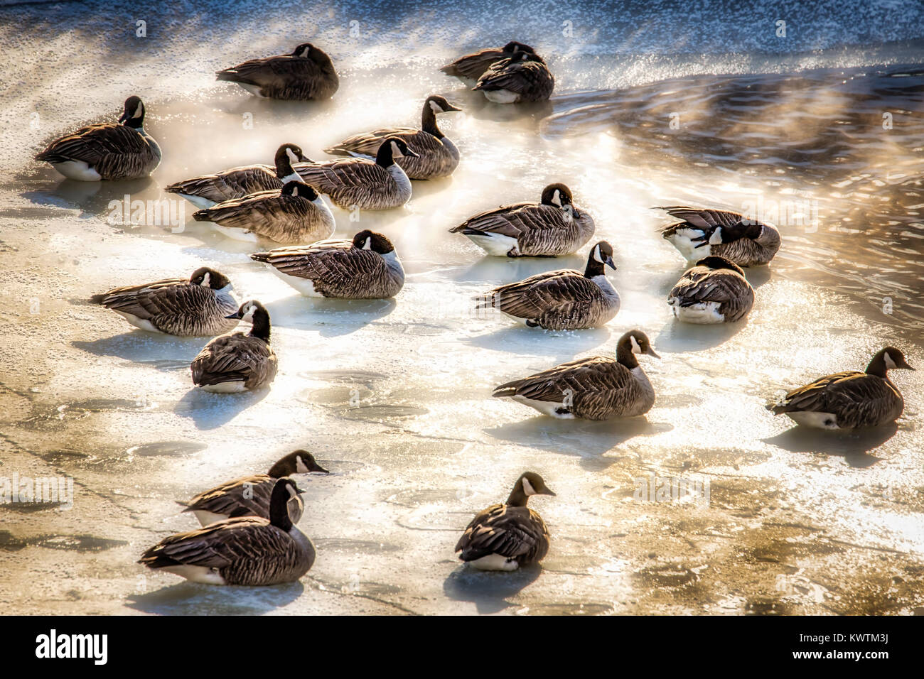Canadian Geese basking in the steam from a pond during a subzero Wisconsin winter day. Stock Photo