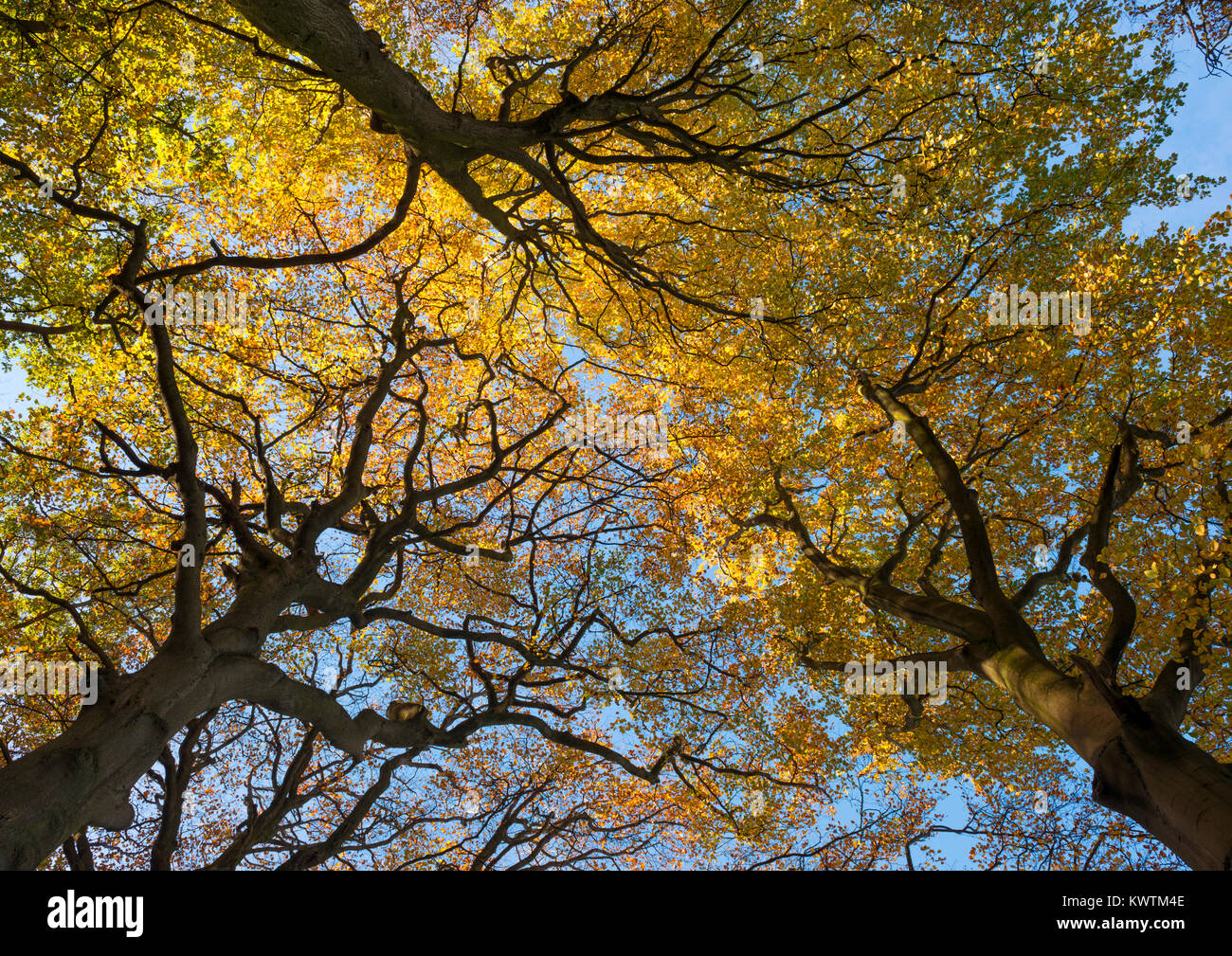 Canopy of autumn leaves hi-res stock photography and images - Alamy