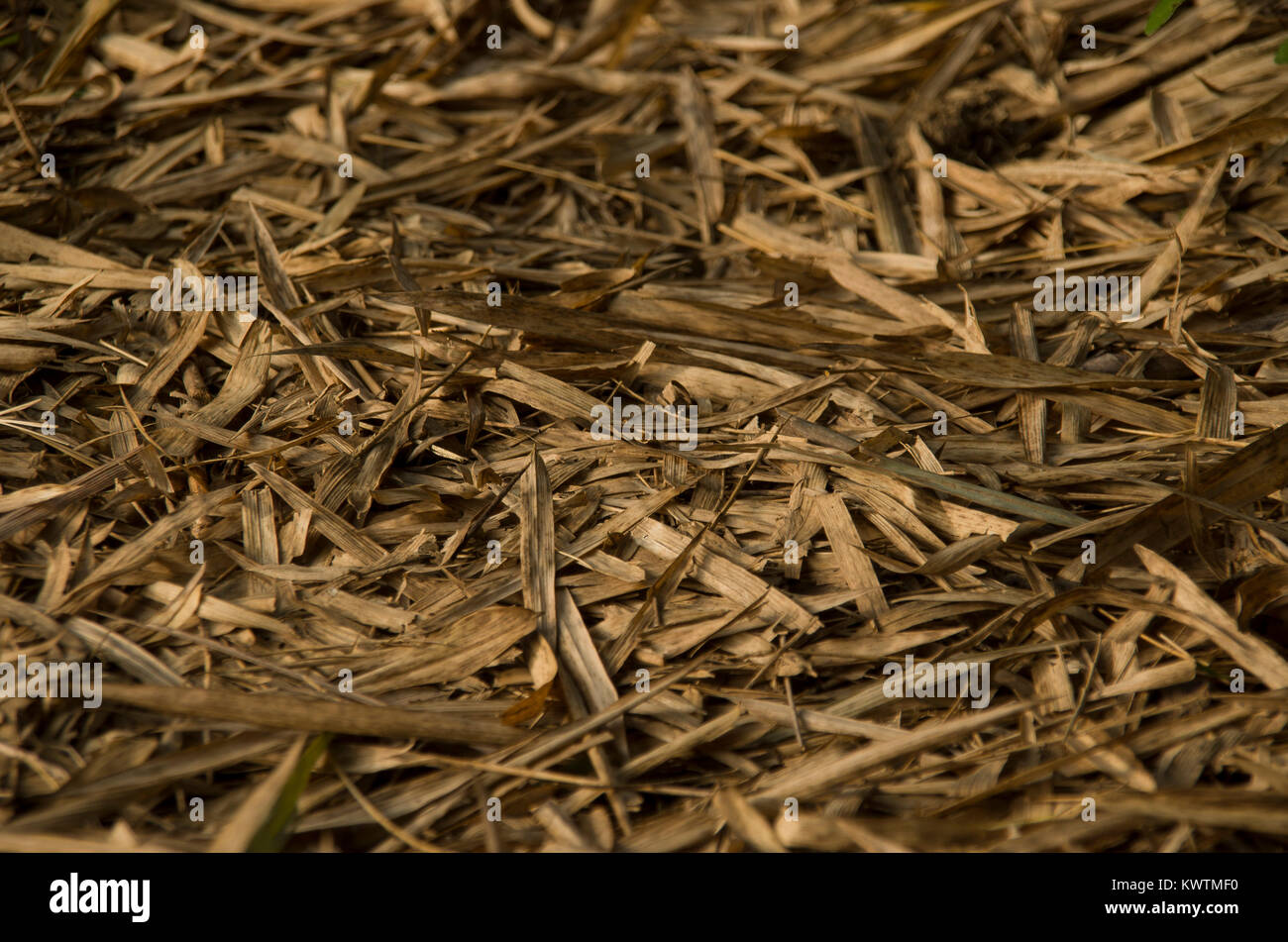 Natural texture wallpaper Stock Photo Alamy