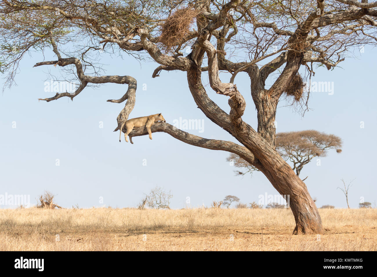 Tree climbing wild African lionesses (Panthera leo) Stock Photo