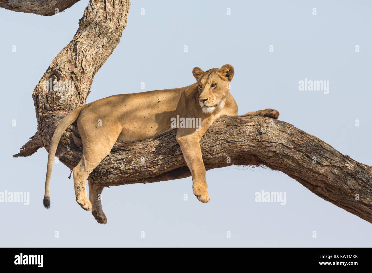 Tree climbing wild African lionesses (Panthera leo) Stock Photo