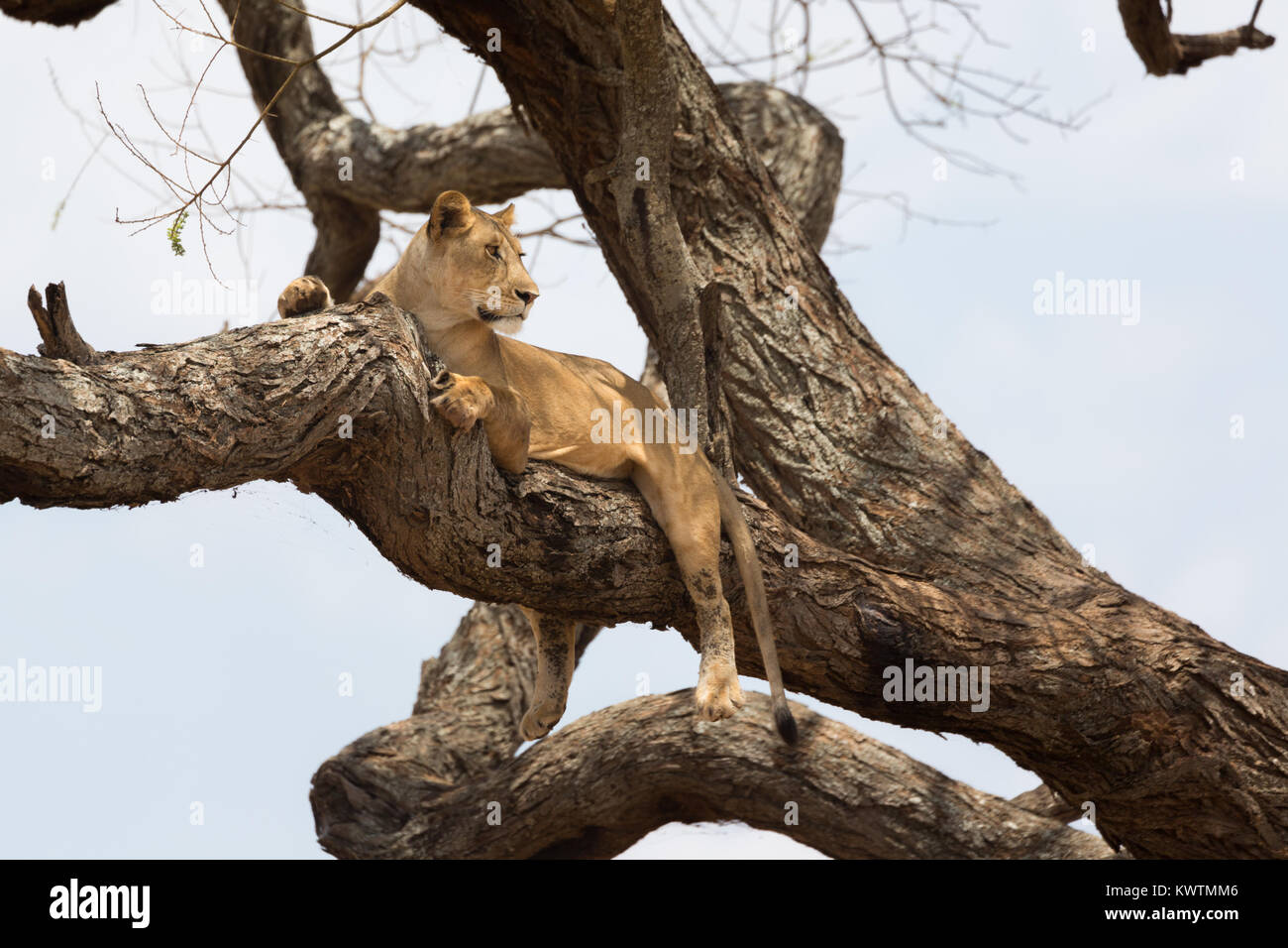 Tree climbing wild African lionesses (Panthera leo) Stock Photo
