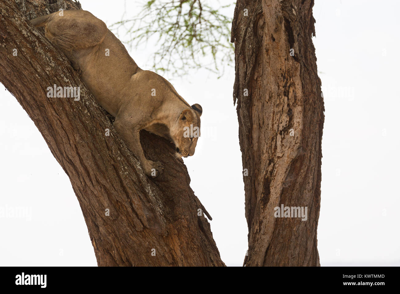Tree climbing wild African lionesses (Panthera leo) Stock Photo