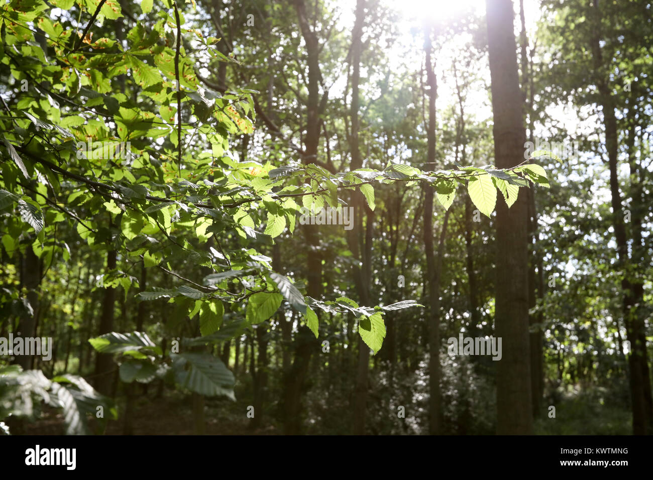 Wood green leaves hi-res stock photography and images - Alamy