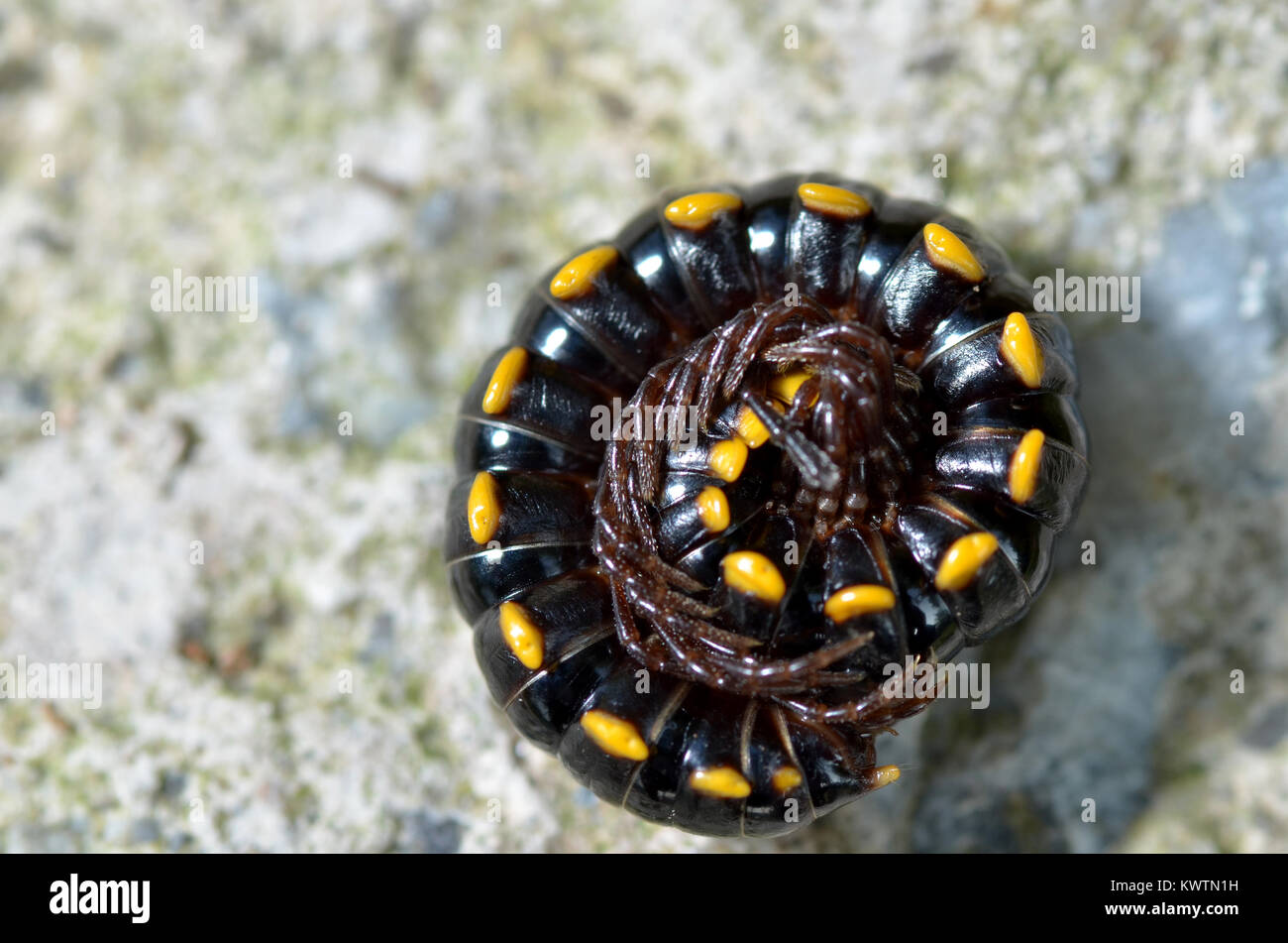 Millipedes are a group of arthropods that are characterised by having