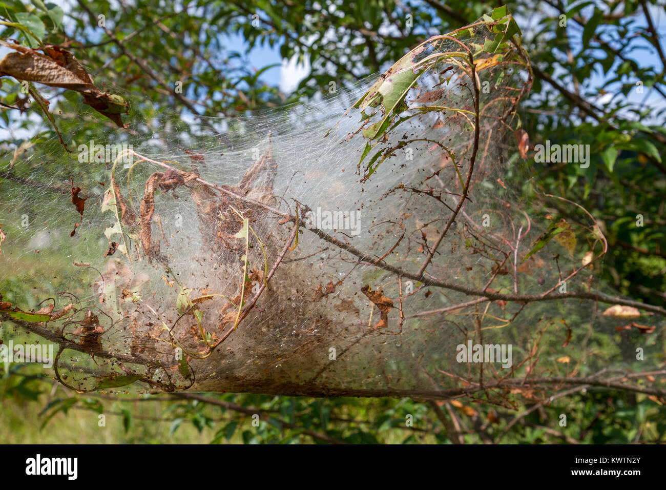 Fall webworm moth caterpillar nest in a tree in the Gettysburg