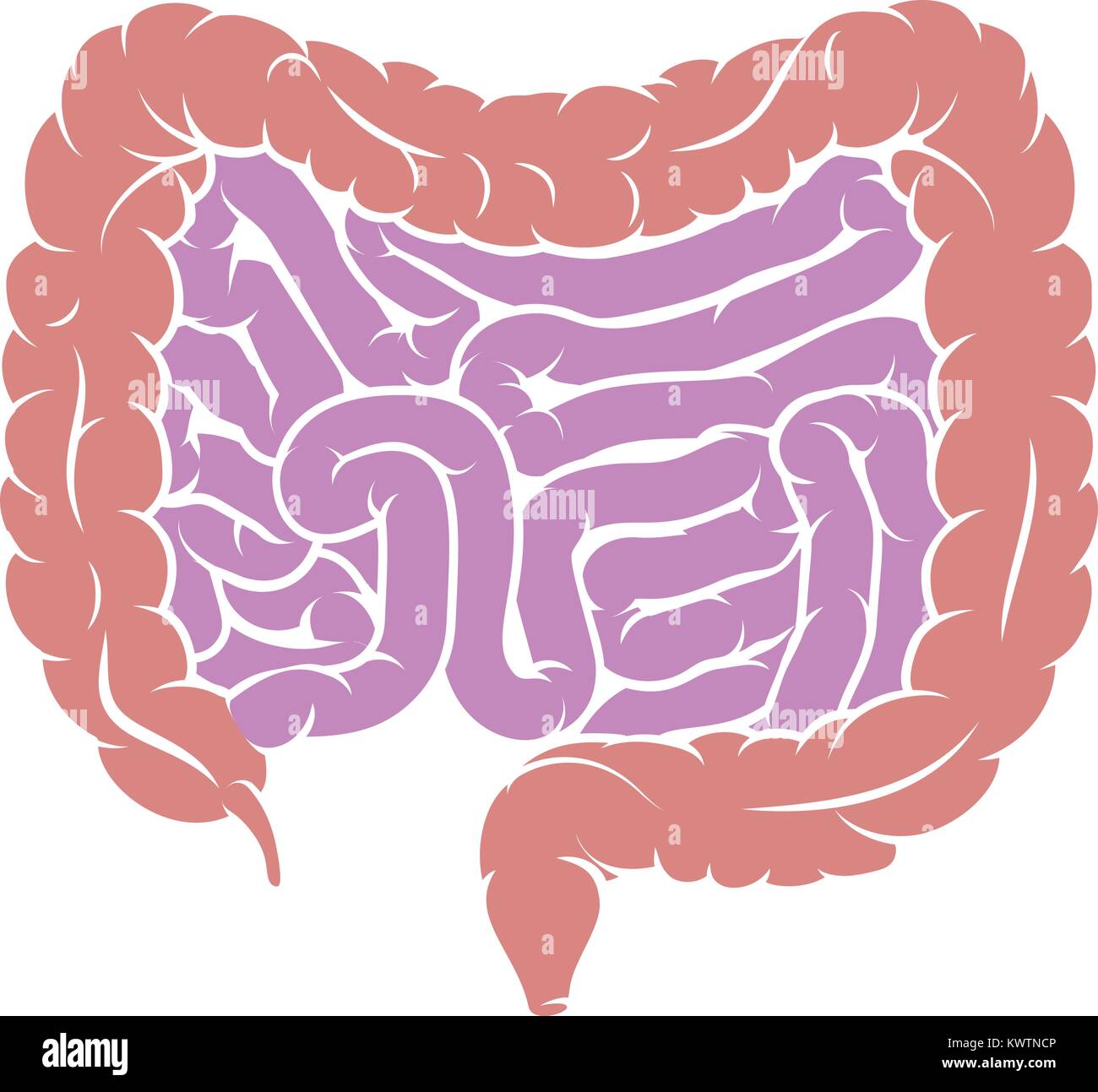 Diagram of Intestine Gut Digestive System  Stock Vector
