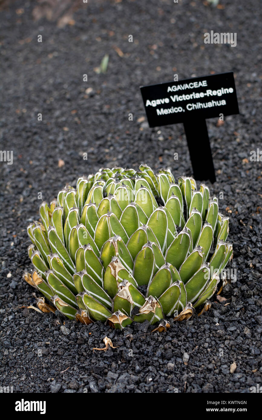 Agave victoriae-reginae (Queen Victoria Century Plant), Jardin de Cactus, Guatiza, Lanzarote, Canary Islands, Spain. Stock Photo